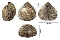 Cyclothyris latissima